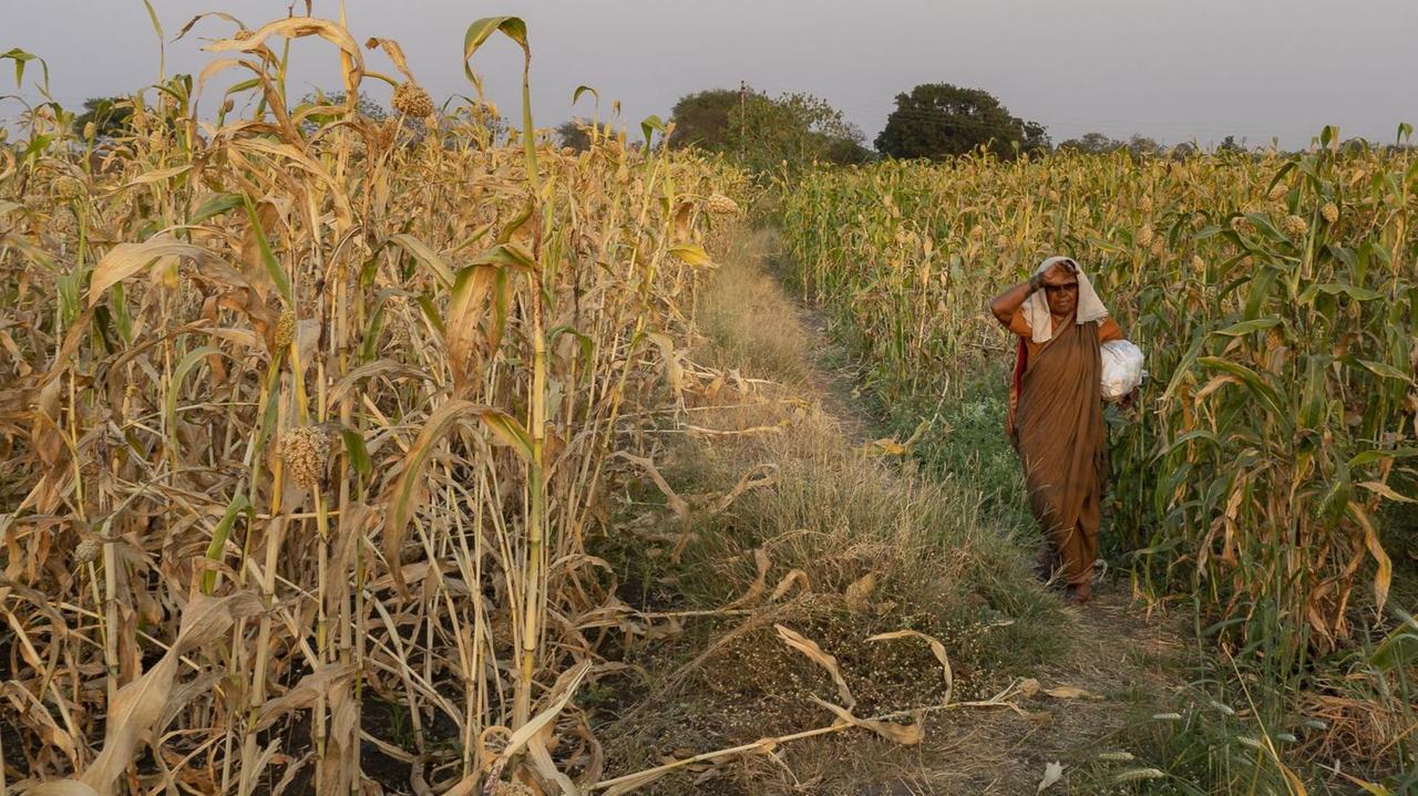 Farmer women walks in the field. Osmanabad, India