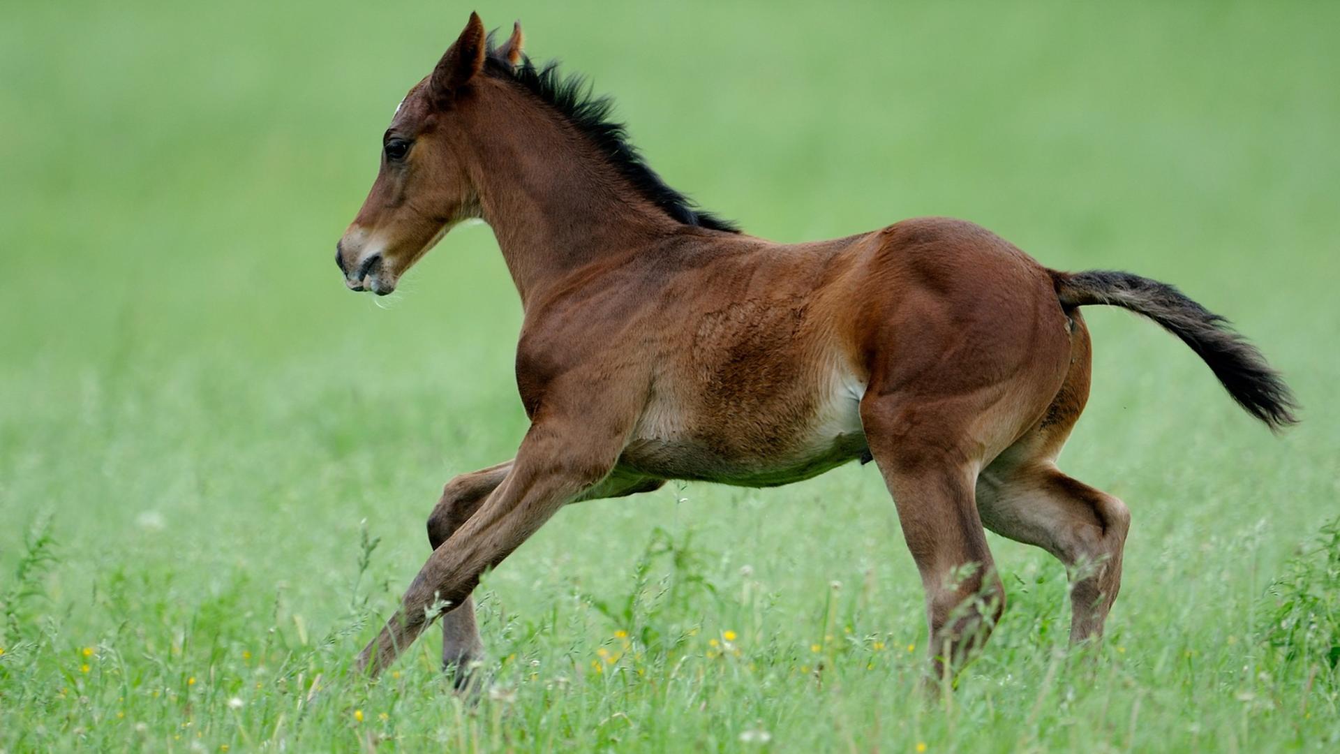 Roman Entführung eines Rennpferdes