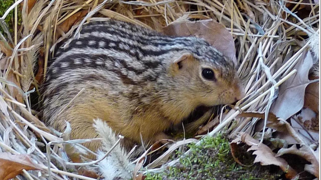 Ein gestreiftes Erdhörnchen in einem Nest Ein gestreiftes Erdhörnchen in einem Nest