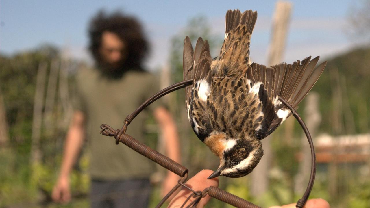 Ein Braunkehlchen ist in einer Schlagfalle gefangen (undatierte Aufnahme). Millionen von Vögeln verenden jedes Jahr qualvoll bei der illegalen Jagd in Italien. Ein Braunkehlchen ist in einer Schlagfalle gefangen (undatierte Aufnahme). Millionen von Vögeln verenden jedes Jahr qualvoll bei der illegalen Jagd in Italien.