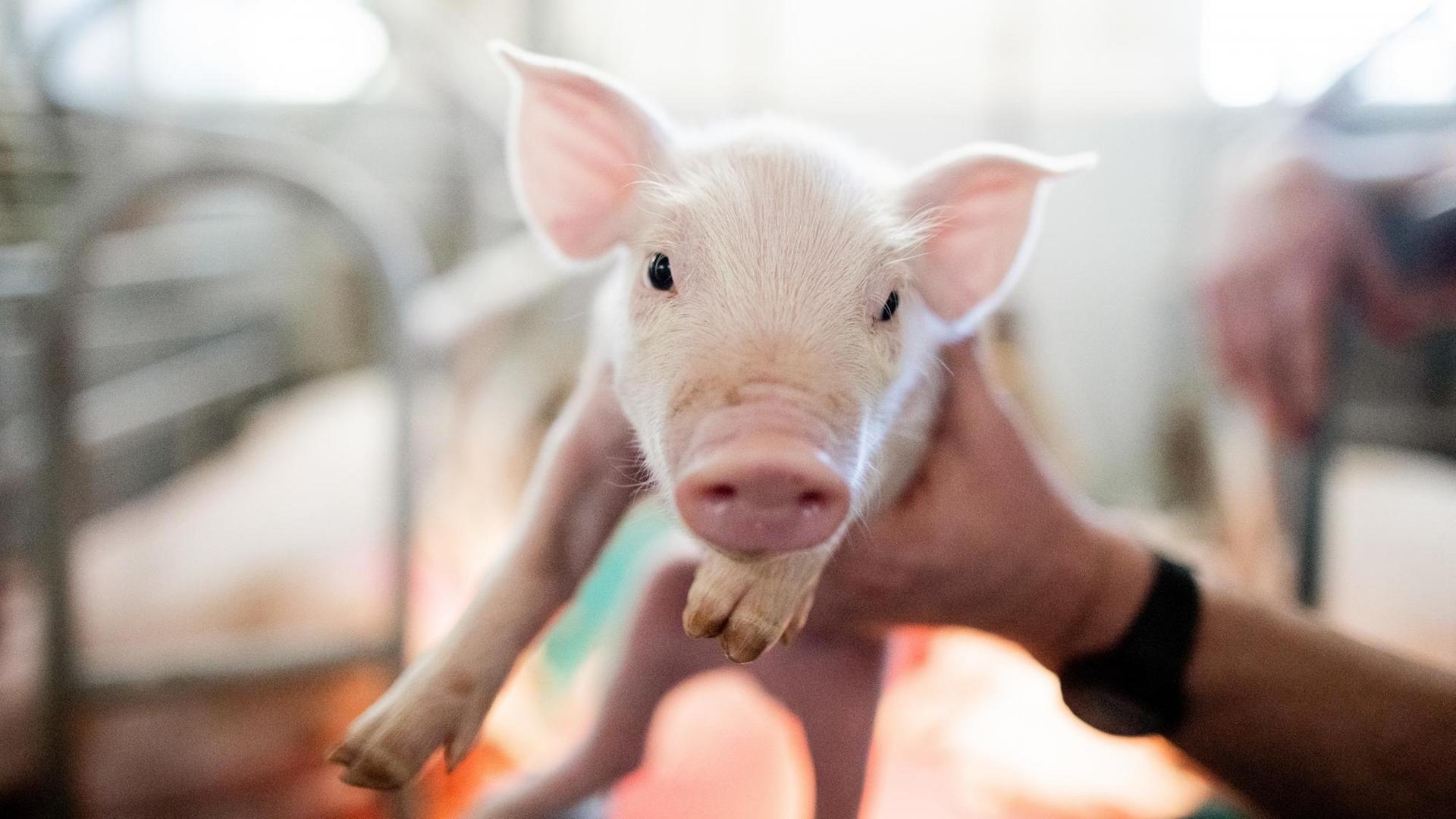 Ein Züchter hält ein Ferkel in der Hand, was in die Kamera schaut. Ein Züchter hält ein Ferkel in der Hand, was in die Kamera schaut.