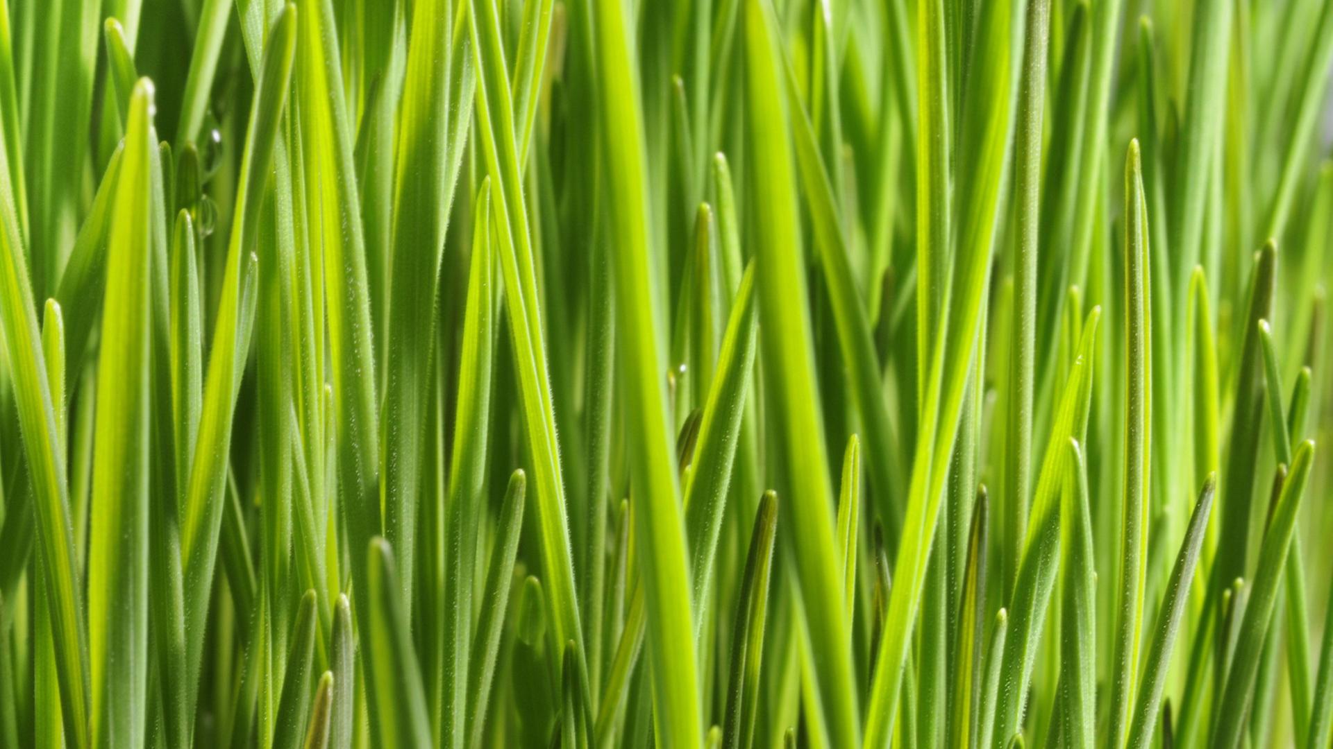 Unzählige grüne Grashalme in der Nahaufnahme in einem Weizenfeld. Es wird für die Keimblätter der gleichen Weizenpflanze vorbereitet. Unzählige grüne Grashalme in der Nahaufnahme in einem Weizenfeld. Es wird für die Keimblätter der gleichen Weizenpflanze vorbereitet.