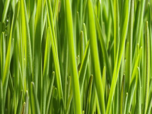 Unzählige grüne Grashalme in der Nahaufnahme in einem Weizenfeld. Es wird für die Keimblätter der gleichen Weizenpflanze vorbereitet.