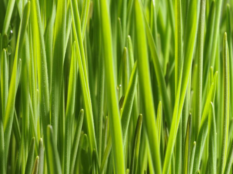 Unzählige grüne Grashalme in der Nahaufnahme in einem Weizenfeld. Es wird für die Keimblätter der gleichen Weizenpflanze vorbereitet.