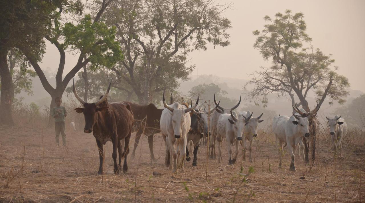 Bis heute ziehen Viehhirten mit ihren Tieren durch Nord- und Zentralnigeria
