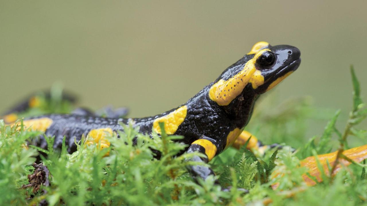 Ein Feuersalamander auf einer Wiese. Ein Feuersalamander auf einer Wiese.