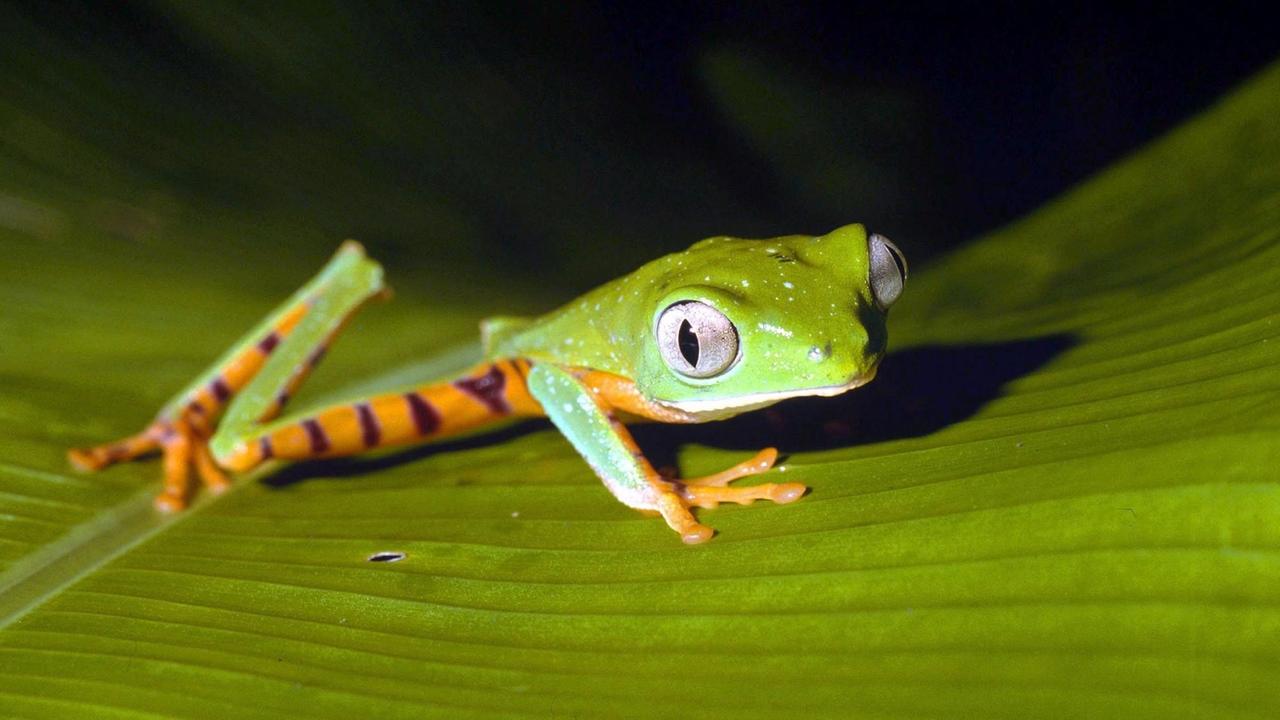 Ein grüner Makifrosch mit knallorangen Flanken und orange-schwarz gestreiften Oberschenkeln auf dem Blatt einer Heliconia (Bananengewächs) im tropischen Regenwald im Manu-Biosphären-Reservat in Peru (undatiertes WWF-Foto). Der nur fünf Zentimeter lange, nachtaktive Frosch lebt in Mittel- und Südamerika. Er ist nicht vom Aussterben bedroht. Doch damit bildet er in seiner Verwandtschaft die Ausnahme. Denn weltweit schreitet das Amphibiensterben voran, erklärt der World Wide Fund for Nature (WWF). Klimawandel, Lebensraumverlust und Chemikalien machen den kleinen Lebewesen zu schaffen. 167 Amphibien-Arten stehen auf der Roten Liste der Weltnaturschutzunion IUCN, Tendenz steigend. Foto: WWF/Andre Bärtschi dpa (Red. Hinweis: Veröffentlichung nur mit Urheberangabe WWF) | Verwendung weltweit