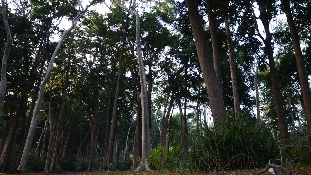 Wald beim Radanagar Beach. Wald beim Radanagar Beach.