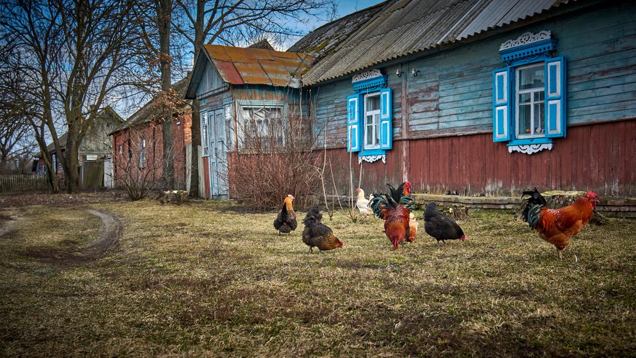 Auch in der Stadt Dobrusch leben viele Menschen als Selbstversorger. Hühner vor Holzhäusern.