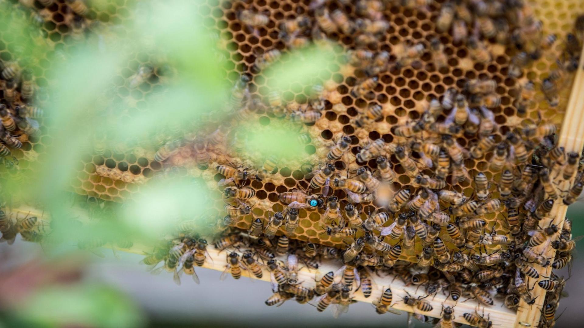Eine Wabe mit einem Bienenvolk. Die Königin ist an dem blauen Punkt auf dem Rücken zu erkennen und größer als die anderen Bienen. Eine Wabe mit einem Bienenvolk. Die Königin ist an dem blauen Punkt auf dem Rücken zu erkennen und größer als die anderen Bienen.
