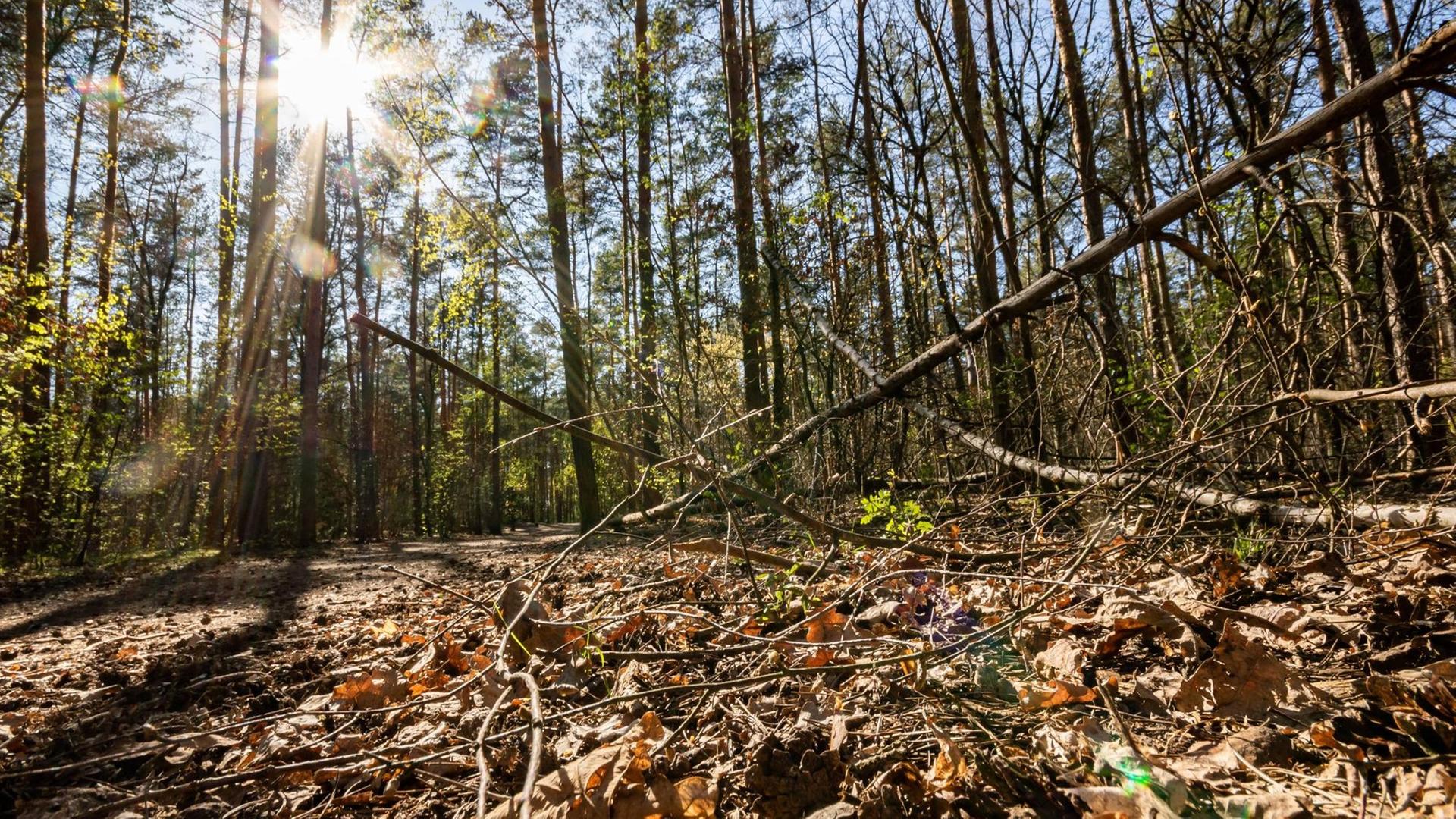 Die Sonne strahlt durch Bäume in einem Waldstück. Die Sonne strahlt durch Bäume in einem Waldstück.
