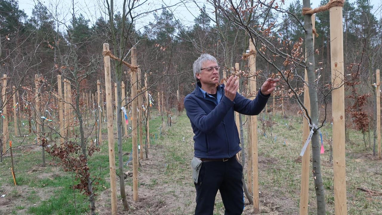 Manfred Forstreuter auf einem Buchen-Testfeld im Grundewald zwischen vertrockneten Bäumen