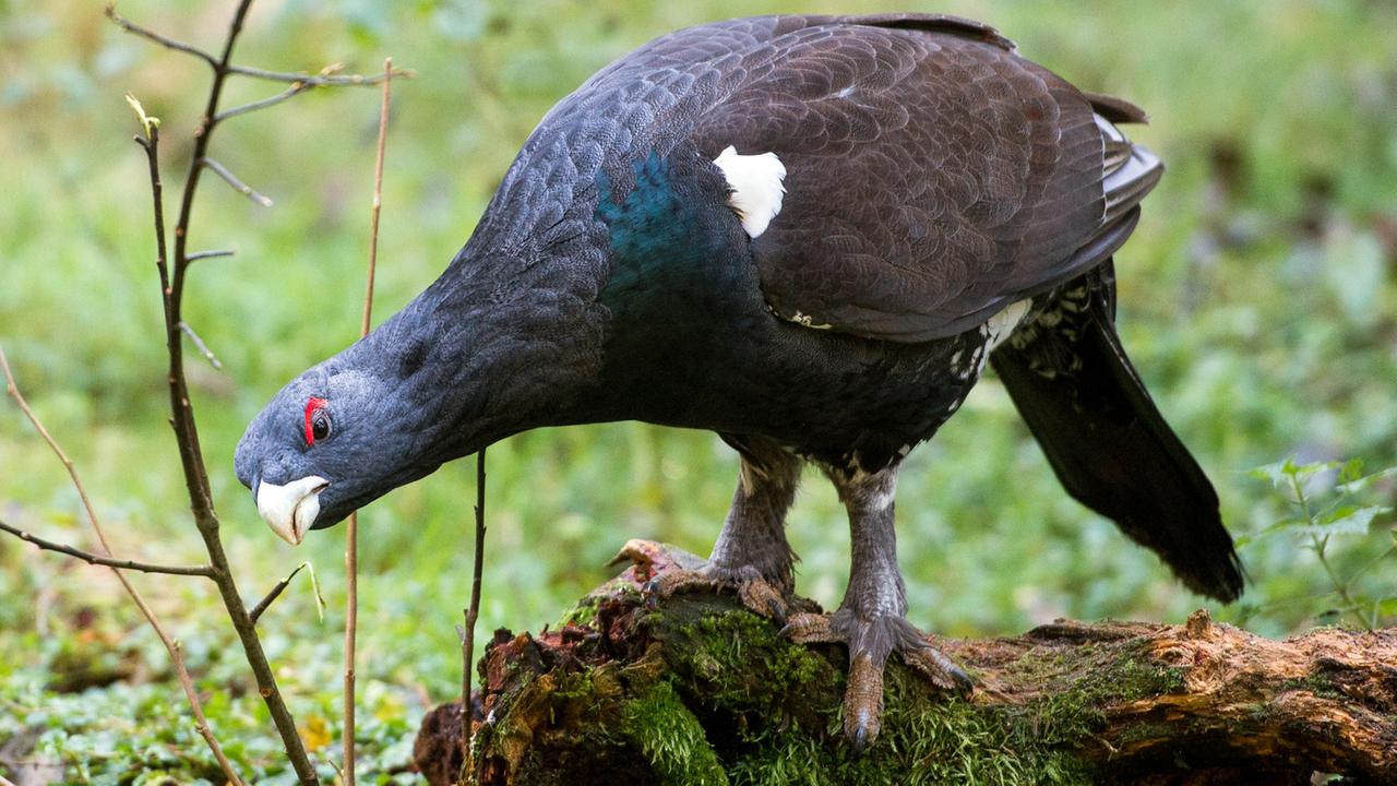 Ein Auerhahn (Tetrao urogallus) im Nationalpark Bayerischer Wald Ein Auerhahn (Tetrao urogallus) im Nationalpark Bayerischer Wald