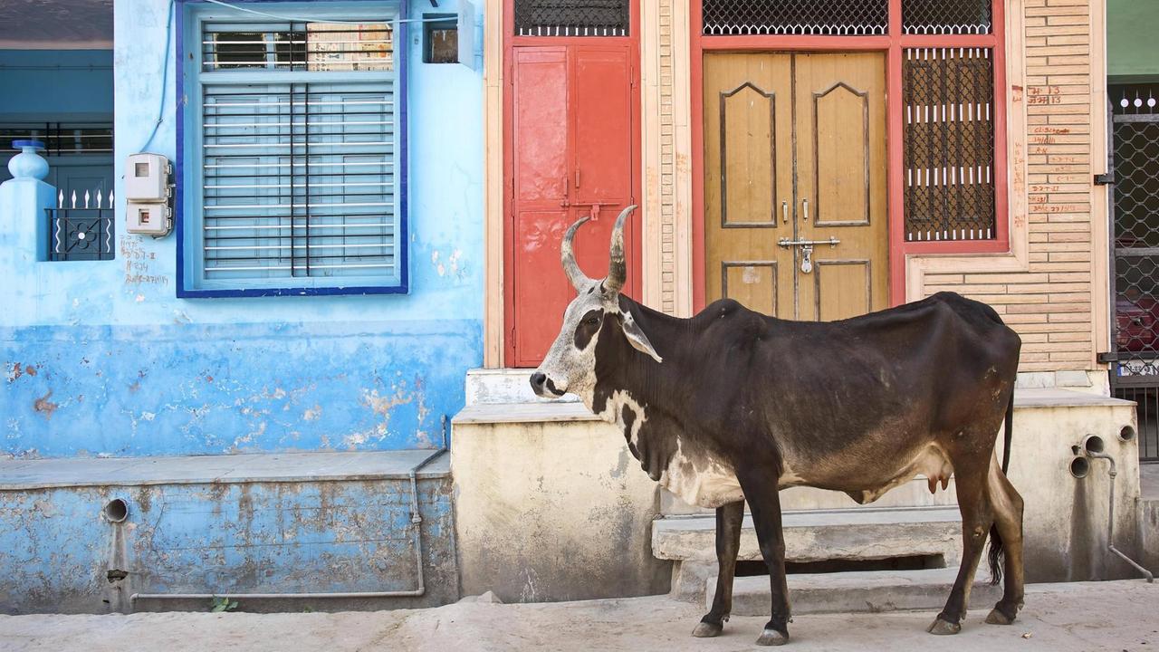 Kuh auf der Straße, Bera, Rajasthan, Indien
