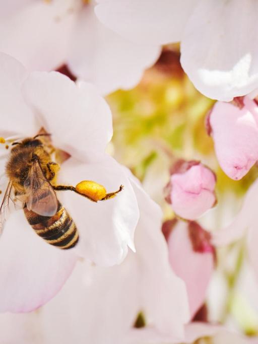 Eine Biene sammelt Blütenstaub aus einer Mandelblüte.