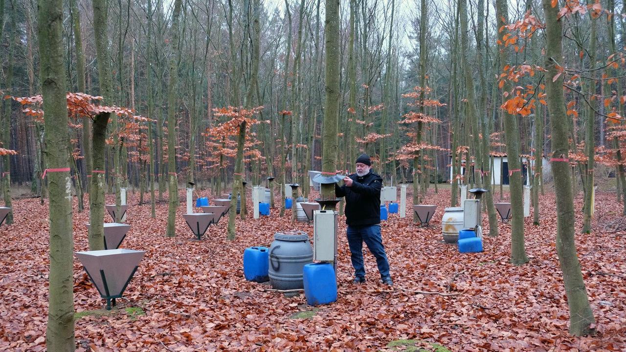 Welche Folgen der Hitzesommer 2018 auf die Bäume im Britzer Wald hat, Forstökologen in Eberswalde bei Berlin Welche Folgen der Hitzesommer 2018 auf die Bäume im Britzer Wald hat, Forstökologen in Eberswalde bei Berlin