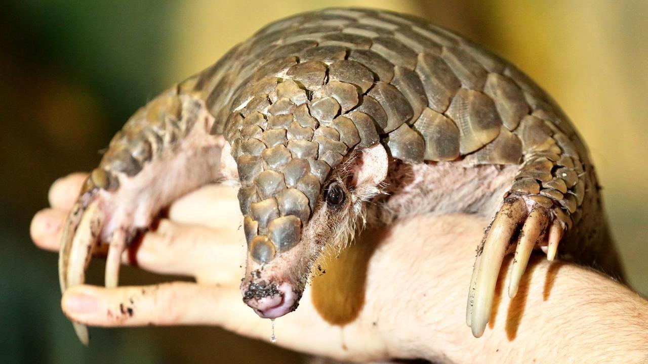 Ein weibliches Schuppentier hängt über einen ausgestreckten Arm eines Tierpflegers. Ein weibliches Schuppentier hängt über einen ausgestreckten Arm eines Tierpflegers.