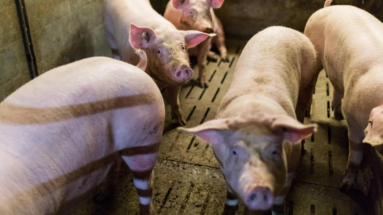 Hausschweine gehalten in einem koventionellen Schweinemastbetrieb im Landkreis Dahme Spree. Hausschweine gehalten in einem koventionellen Schweinemastbetrieb im Landkreis Dahme Spree.