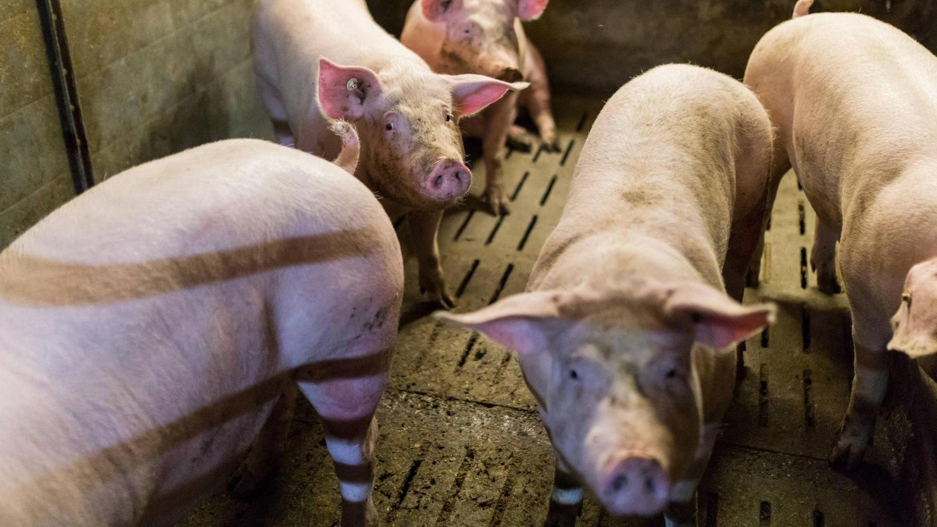 Hausschweine gehalten in einem koventionellen Schweinemastbetrieb im Landkreis Dahme Spree.