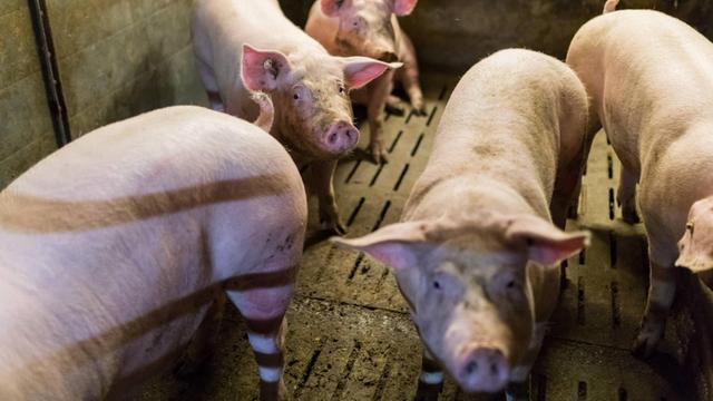 Hausschweine gehalten in einem koventionellen Schweinemastbetrieb im Landkreis Dahme Spree.