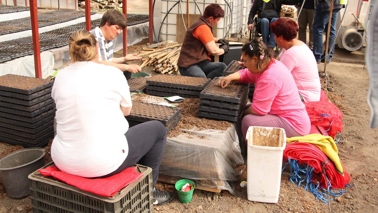 Kommunale Paprika-Produktion in Felsödobsza, gefördert von der EU. Kommunale Paprika-Produktion in Felsödobsza, gefördert von der EU.