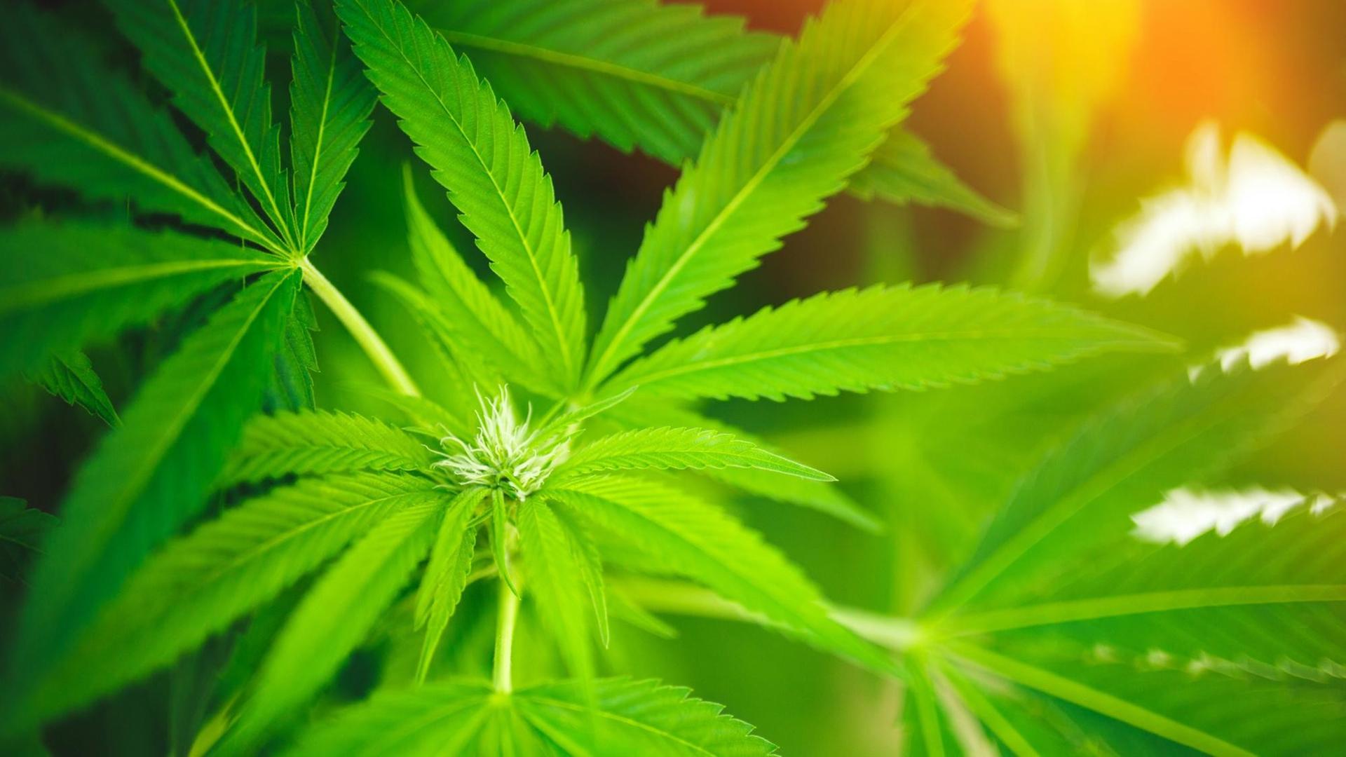 Die grünen Blätter einer jungen Cannabispflanze. Die grünen Blätter einer jungen Cannabispflanze.