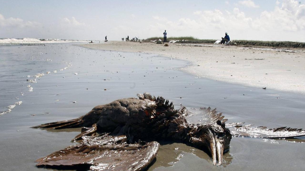 Ein ölverschmierter toter Vogel liegt am Strand. Ein ölverschmierter toter Vogel liegt am Strand.