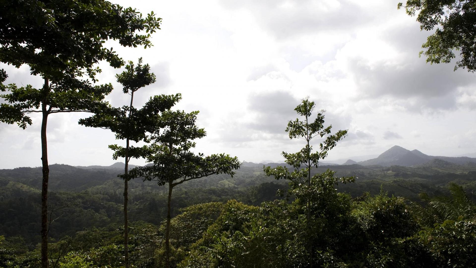 Bäume und Berge im Nationalpark Omar Torrijos in Panama