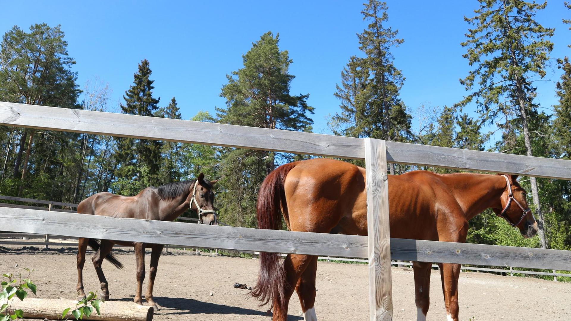 Mehrere Pferde der Reitschule in Mälarhöjden am Rand von Stockholm haben im vergangenen Jahr Gewicht verloren, weil die Ernte qualitativ unterschiedlich ausfiel. Mehrere Pferde der Reitschule in Mälarhöjden am Rand von Stockholm haben im vergangenen Jahr Gewicht verloren, weil die Ernte qualitativ unterschiedlich ausfiel.