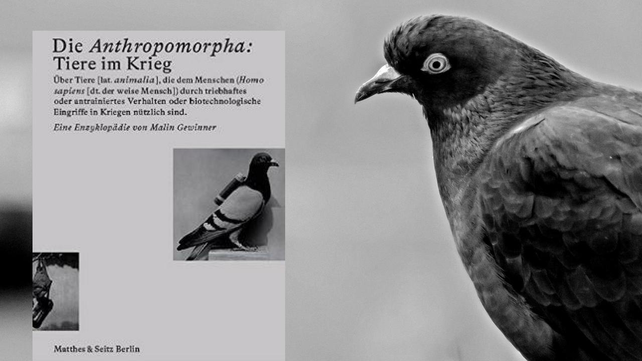 Titelbild: "Malin Gewinner: Die Anthropomorpha - Tiere im Krieg" und eine Taube Titelbild: "Malin Gewinner: Die Anthropomorpha - Tiere im Krieg" und eine Taube