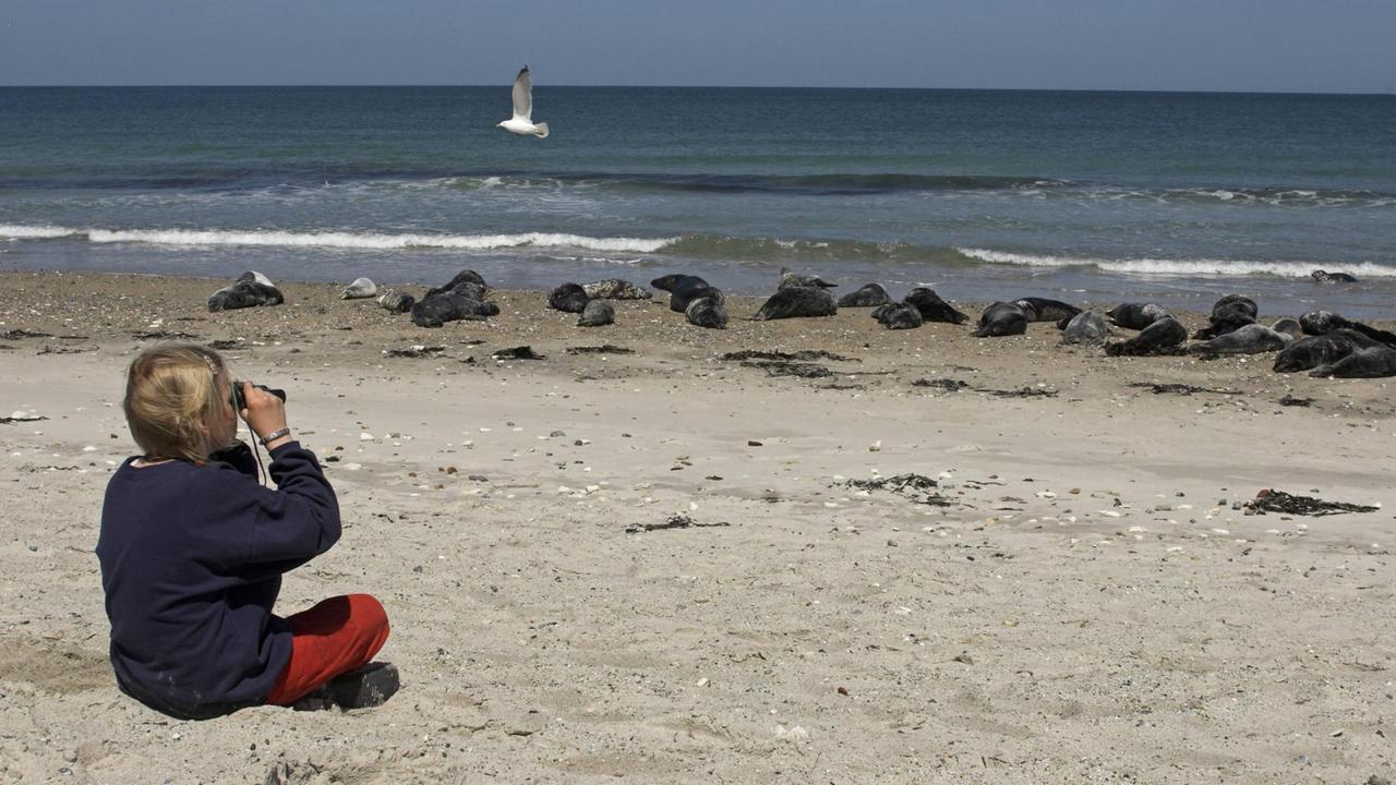 Ein Mädchen sitzt mit einem Fernglas am Strand und beobachtet Kegelrobben.