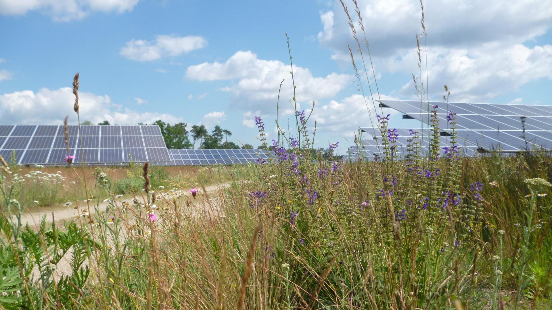 Eine Wildblumenwiese, im Hintegrund schräg aufgestellte, große Solarpaneele. Eine Wildblumenwiese, im Hintegrund schräg aufgestellte, große Solarpaneele.