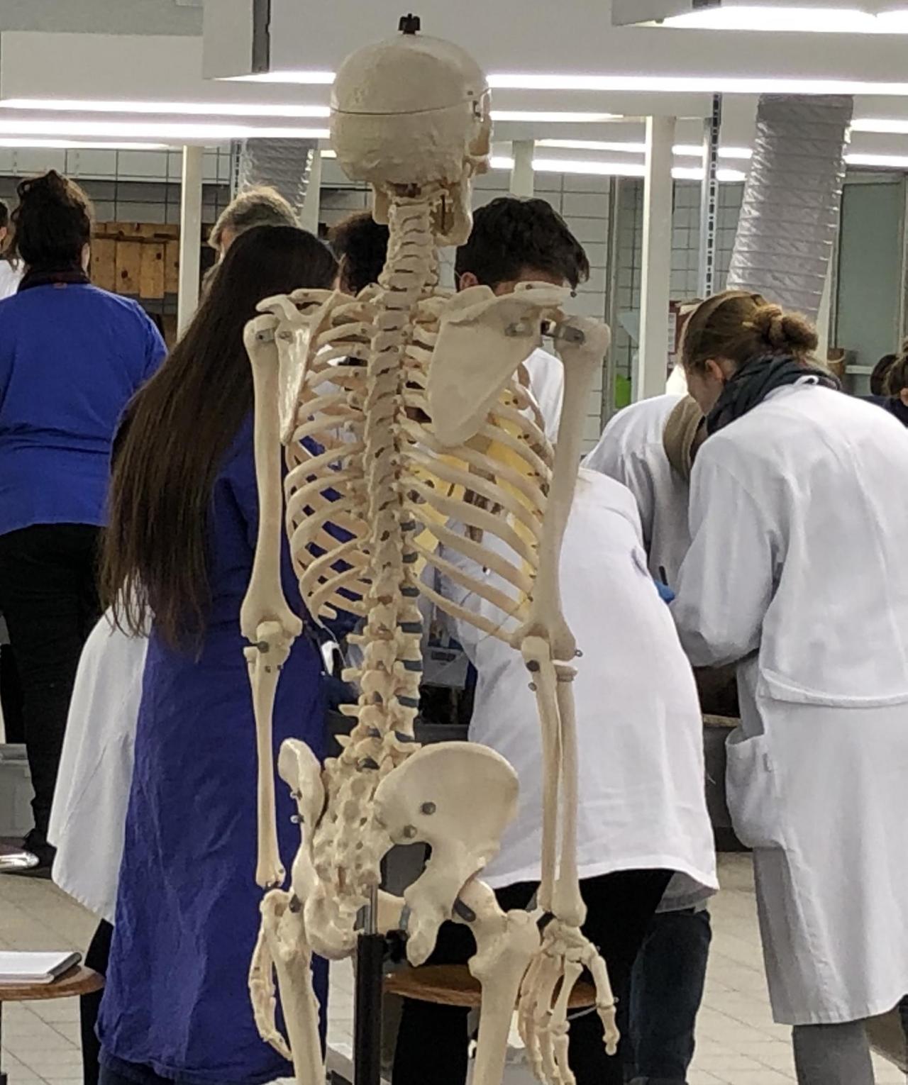 Die Studierenden stehen an Metalltischen und beugen sich über das Präparat. An jedem Tisch steht ein Skelettmodell. Die Studierenden stehen an Metalltischen und beugen sich über das Präparat. An jedem Tisch steht ein Skelettmodell.