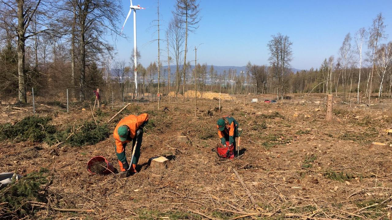 Eichensetzlinge werden in den Boden gepflanzt. Eichensetzlinge werden in den Boden gepflanzt.