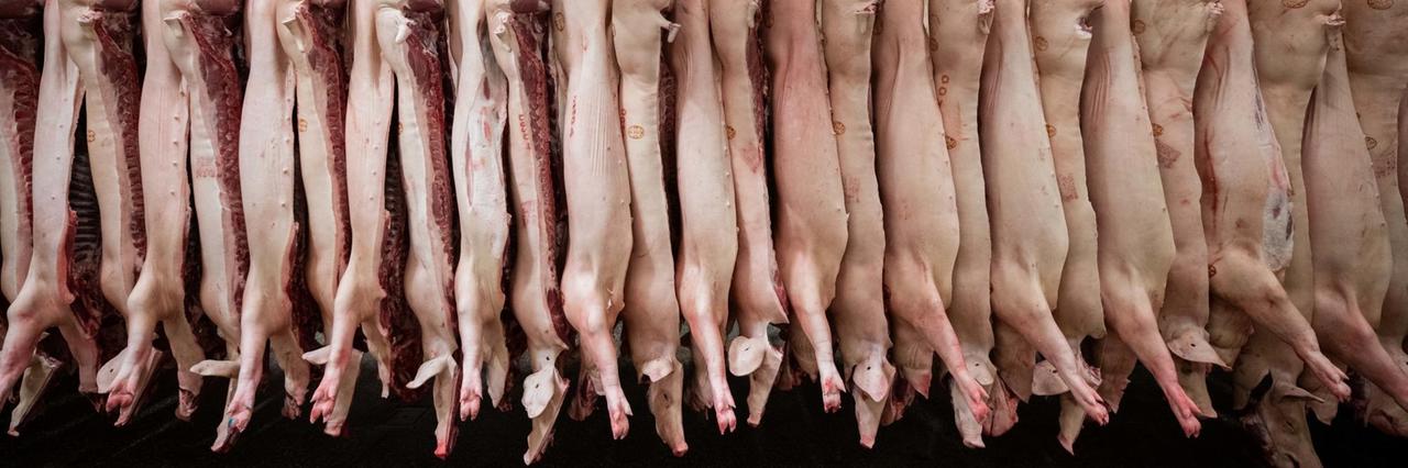 Halbierte Schweine hängen im Schlachthof Mohssen Assanimoghaddam/dpa | Verwendung weltweit Halbierte Schweine hängen im Schlachthof Mohssen Assanimoghaddam/dpa | Verwendung weltweit