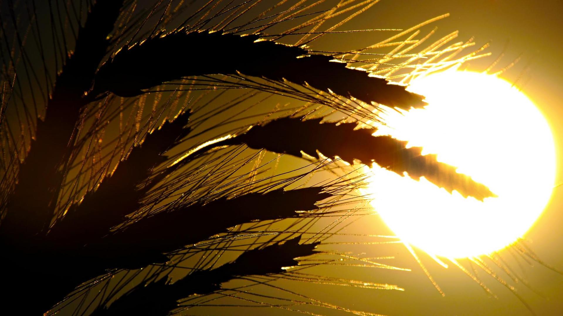 Getreide steht am Dienstag (23.07.2012) in Visselhövede (Kreis Rotenburg) vor der untergehenden Sonne auf einem Feld.