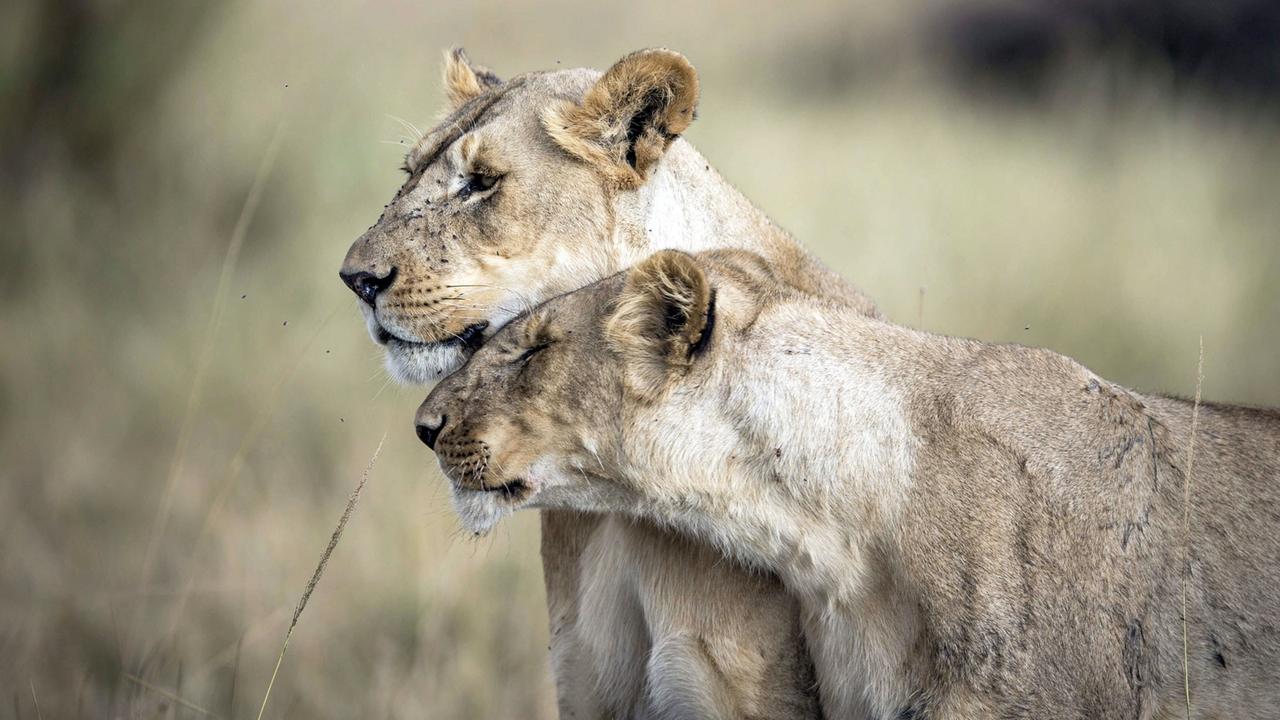 Serengeti Serengeti