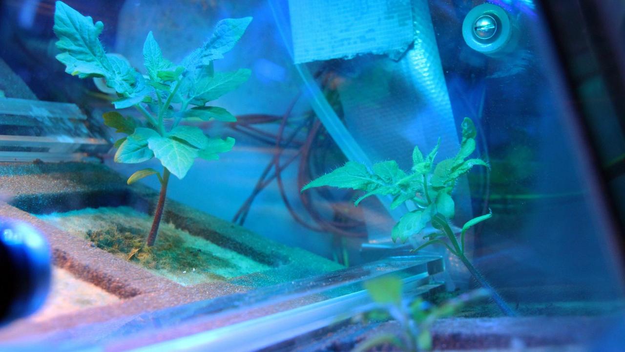 Tomaten wachsen unter blauem Licht in einem Experiment des Deutschen Zentrums für Luft- und Raumfahrt (DLR) mit dem Missionsnamen Eu CROPIS, bei dem Tomatenzucht im Weltall untersucht werden soll (undatierte Aufnahme). Bemannte Weltraummissionen könnten in Zukunft mehrere Jahre dauern. Und dann: Nichts als Astronautennahrung? Forscher arbeiten an frischen Alternativen. Tomaten wachsen unter blauem Licht in einem Experiment des Deutschen Zentrums für Luft- und Raumfahrt (DLR) mit dem Missionsnamen Eu CROPIS, bei dem Tomatenzucht im Weltall untersucht werden soll (undatierte Aufnahme). Bemannte Weltraummissionen könnten in Zukunft mehrere Jahre dauern. Und dann: Nichts als Astronautennahrung? Forscher arbeiten an frischen Alternativen.