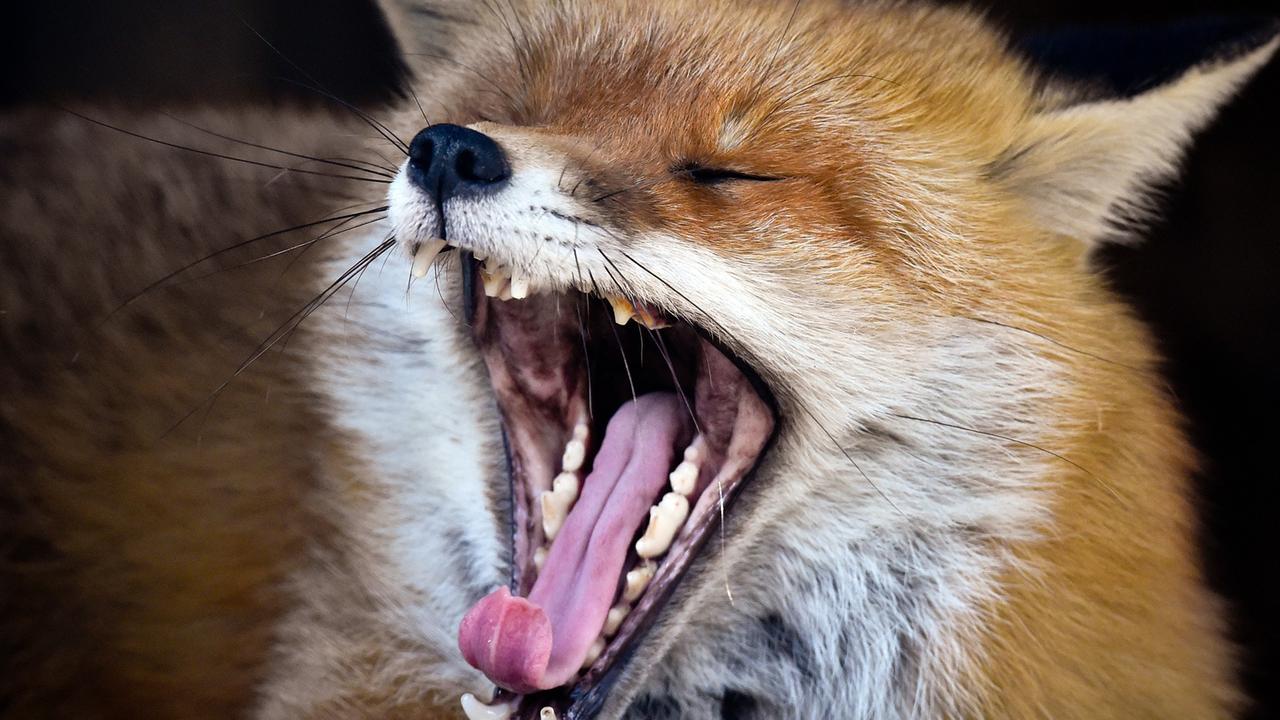 Ein Rotfuchs (Vulpes vulpes), kurz Fuchs genannt, am 07.04.2014 in einem Gehege im Wildparks in Frankfurt (Oder) (Brandenburg). Ein Rotfuchs (Vulpes vulpes), kurz Fuchs genannt, am 07.04.2014 in einem Gehege im Wildparks in Frankfurt (Oder) (Brandenburg).