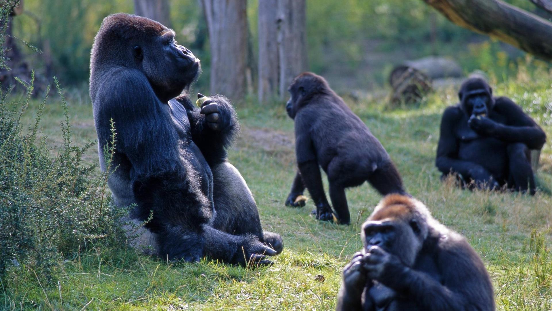 Eine Gorillahorde lagert auf einer Lichtung und wird dabei bewacht vom Silberrückenmännchen. Eine Gorillahorde lagert auf einer Lichtung und wird dabei bewacht vom Silberrückenmännchen.