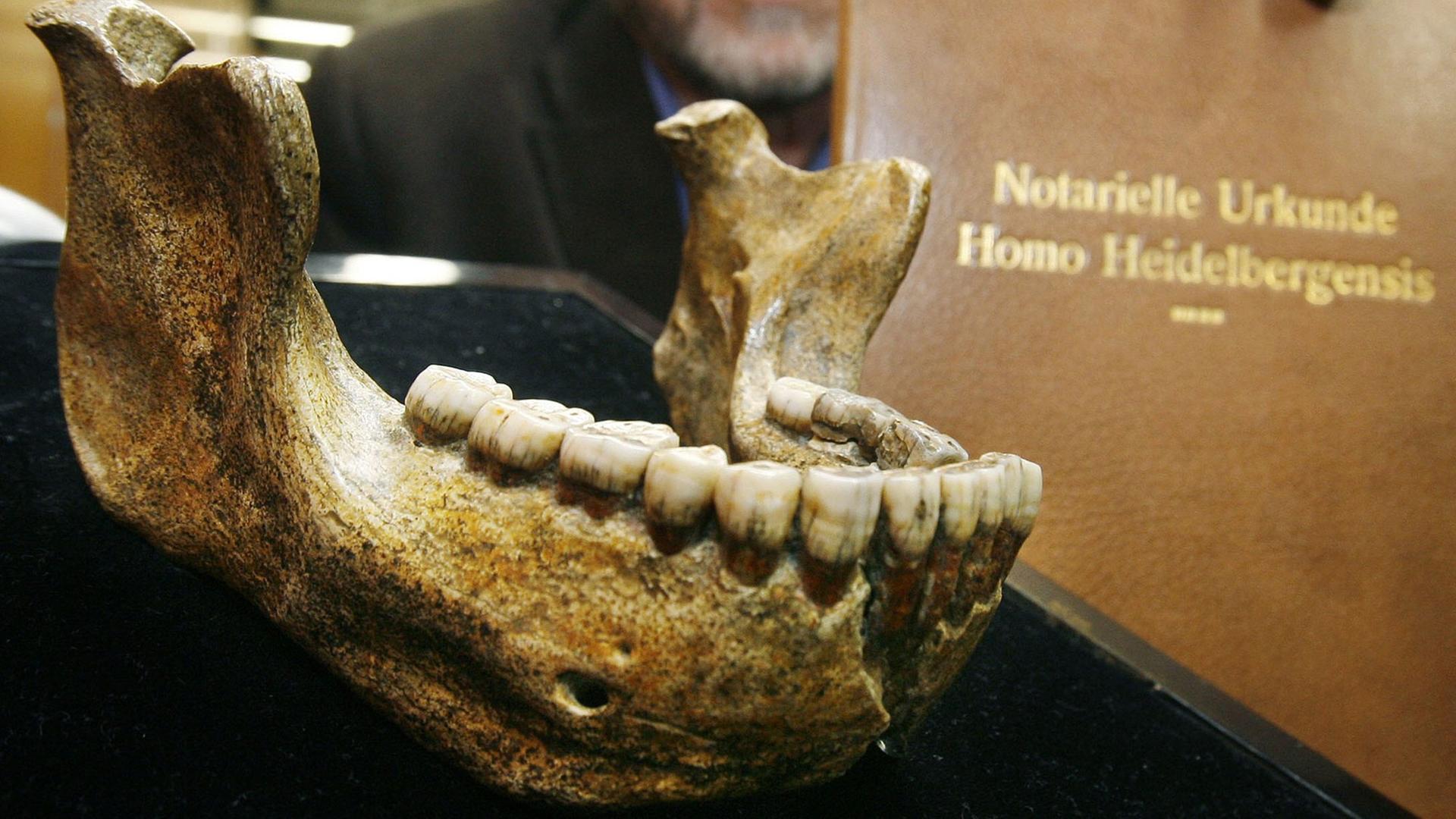 Unterkiefer des Steinzeitmenschen "Homo Heidelbergensis" Unterkiefer des Steinzeitmenschen "Homo Heidelbergensis"