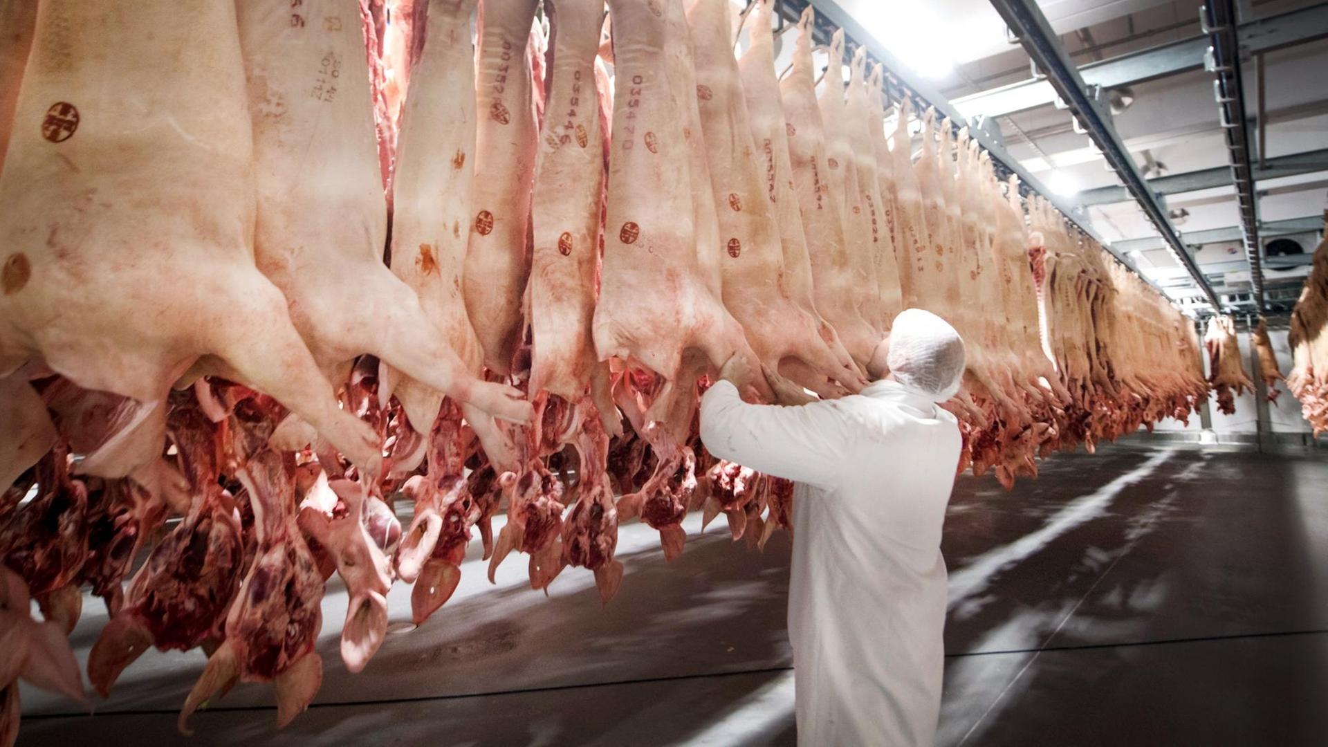 Frisch geschlachtete Schweine hängen in einem Kühl-Haus aufgereiht, davor steht ein Arbeiter.
