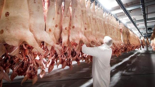 Frisch geschlachtete Schweine hängen in einem Kühlhaus des Fleischunternehmens Tönnies.
