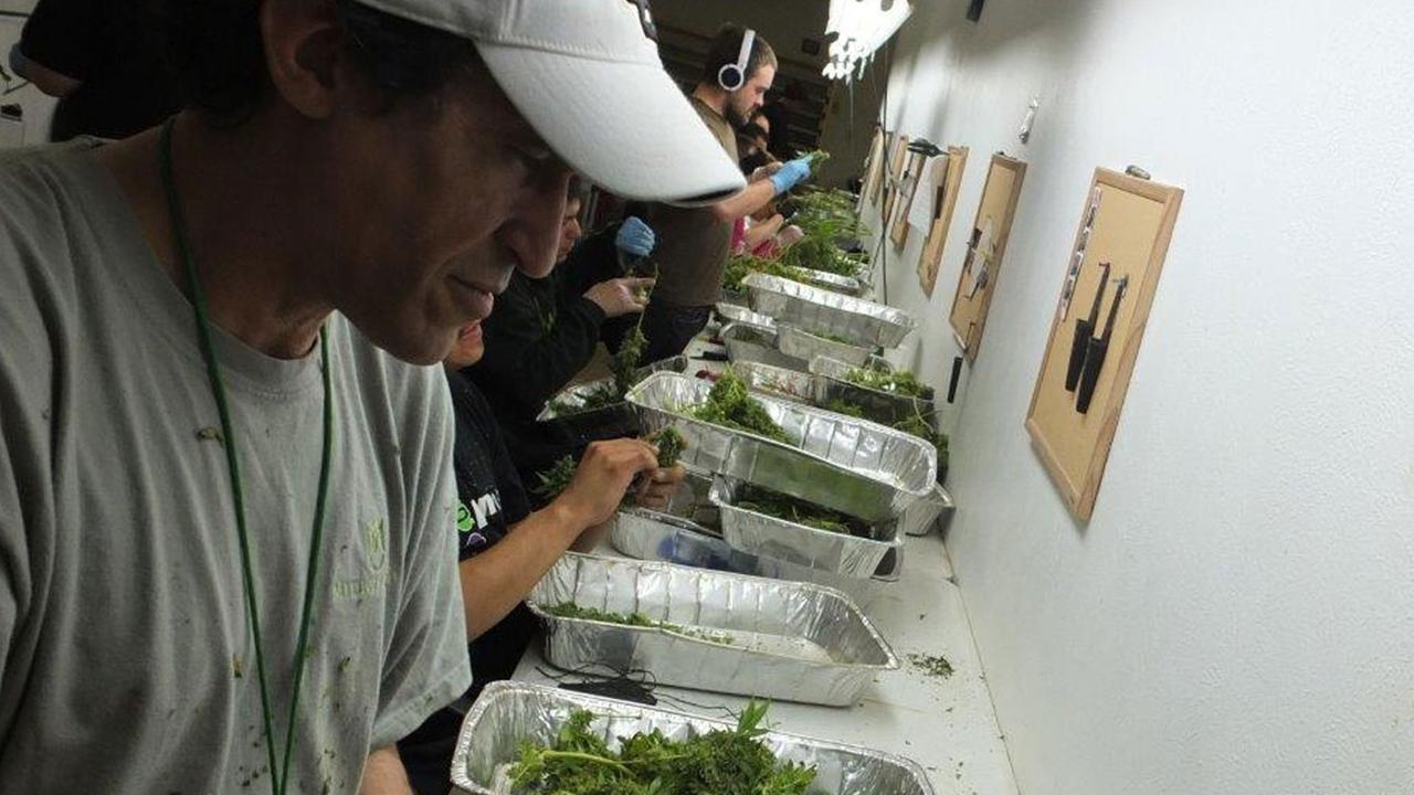 Arbeiter in Colorado sortieren Marihuana Arbeiter in Colorado sortieren Marihuana