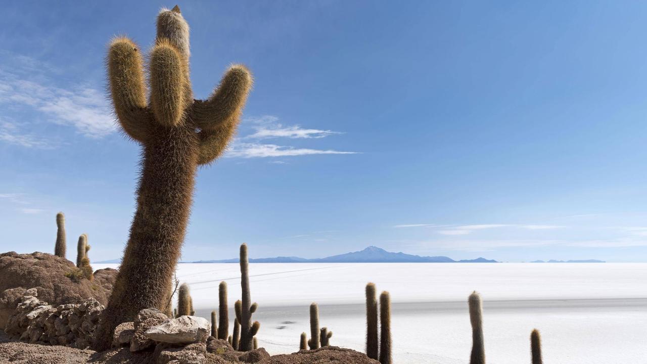 Jahrhundert Jahre alte Kakteen am Salzsee Salar de Uyuni in Bolivien. Jahrhundert Jahre alte Kakteen am Salzsee Salar de Uyuni in Bolivien.