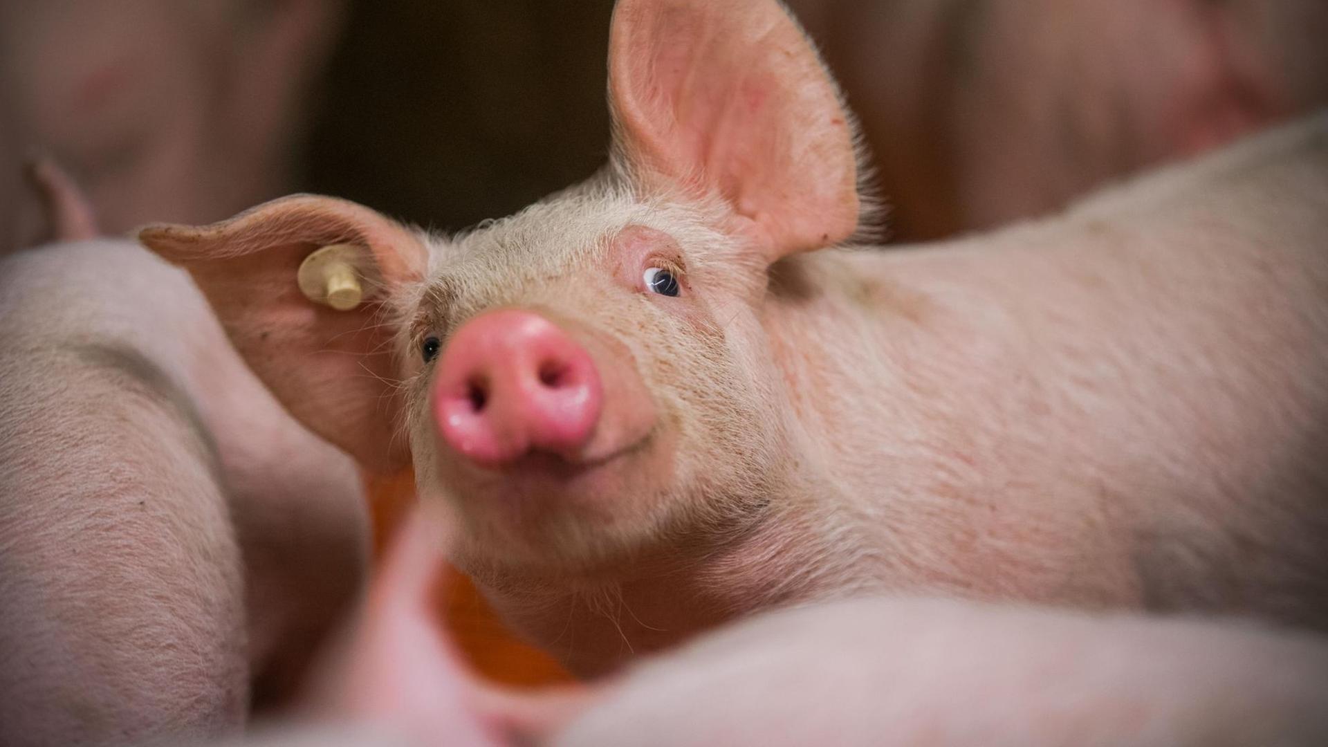 Sieben Wochen alte Jungeber toben am 21.04.2017 im Aufzuchtstall im Schweinezuchtbetrieb von Landwirt Stefan Wille in Liessow (Mecklenburg-Vorpommern).