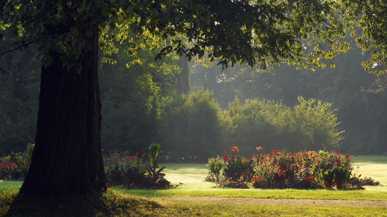 Blick auf Bäume und eine Wiese im Fürst-Pückler-Park in Bad Muskau. Blick auf Bäume und eine Wiese im Fürst-Pückler-Park in Bad Muskau.