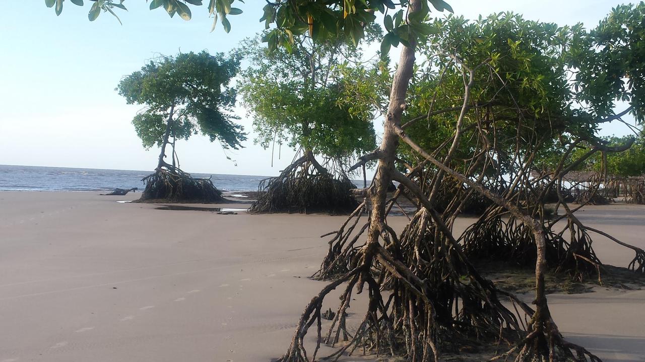 Küstenabschnitt von Marajó mit Mangroven-Wälder, die bei Flut überspült werden.