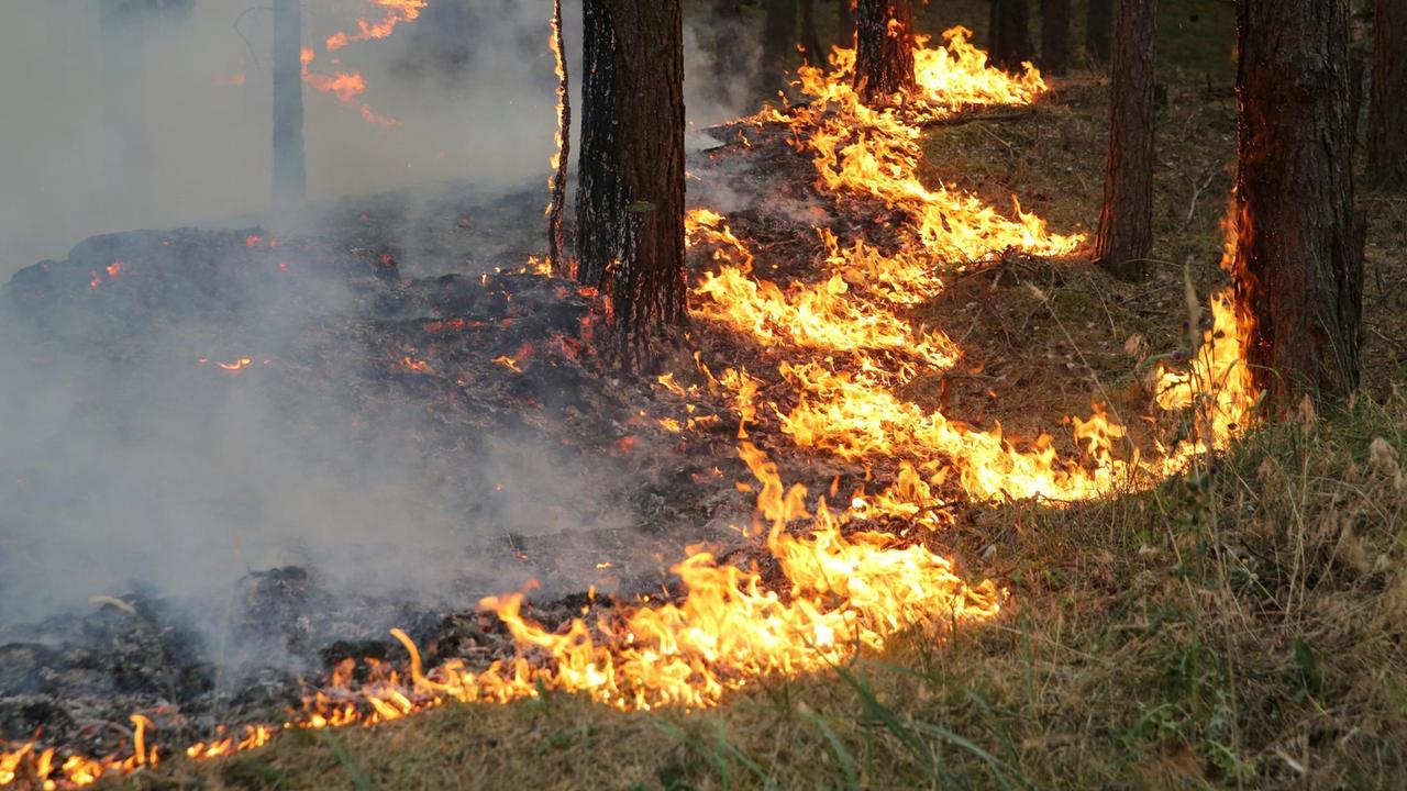 Der Waldbrand bei Lübtheen breitet sich aus Der Waldbrand bei Lübtheen breitet sich aus