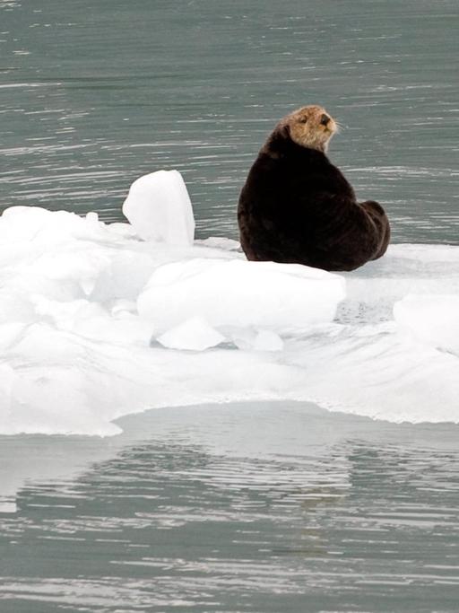 Sie sehen einen Seeotter auf einer Eisscholle vor der Küste von Alaska.